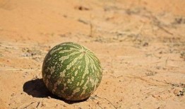 免费的瓜随便吃,畅享无拘无束的美食之旅