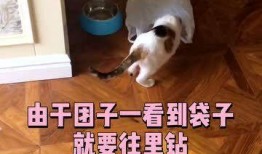 大狗狗视频在线观看,萌宠欢乐时光，在线观看尽享温馨瞬间