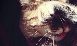 类似色猫吃瓜网站免费,免费畅游类似色猫吃瓜网站，趣味无限