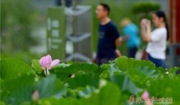 高州荷塘爆料案件最新,真相渐明，疑云散去，警方全力追查”