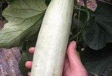 网红瓜都是谁吃的图片高清,高清图片大揭秘