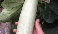 网红瓜都是谁吃的图片高清,高清图片大揭秘