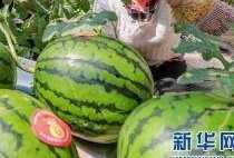 临县吃瓜事件最新爆料信息,最新爆料揭露惊人内幕