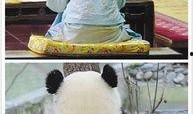 娱乐圈吃瓜熊猫胖胖,熊猫胖胖的吃瓜日常