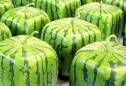 免费的瓜随便吃,畅享无拘无束的美食之旅