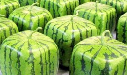 免费的瓜随便吃,畅享无拘无束的美食之旅