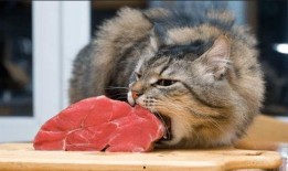 类似色猫吃瓜网站免费,免费畅游类似色猫吃瓜网站，趣味无限